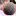 mic' icon